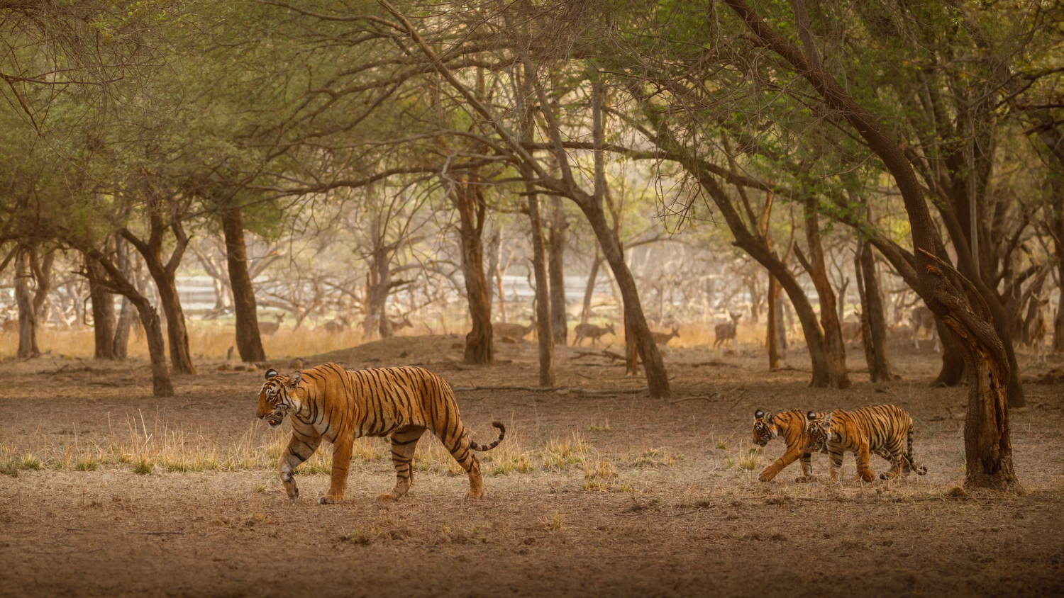Kruger Park Safari