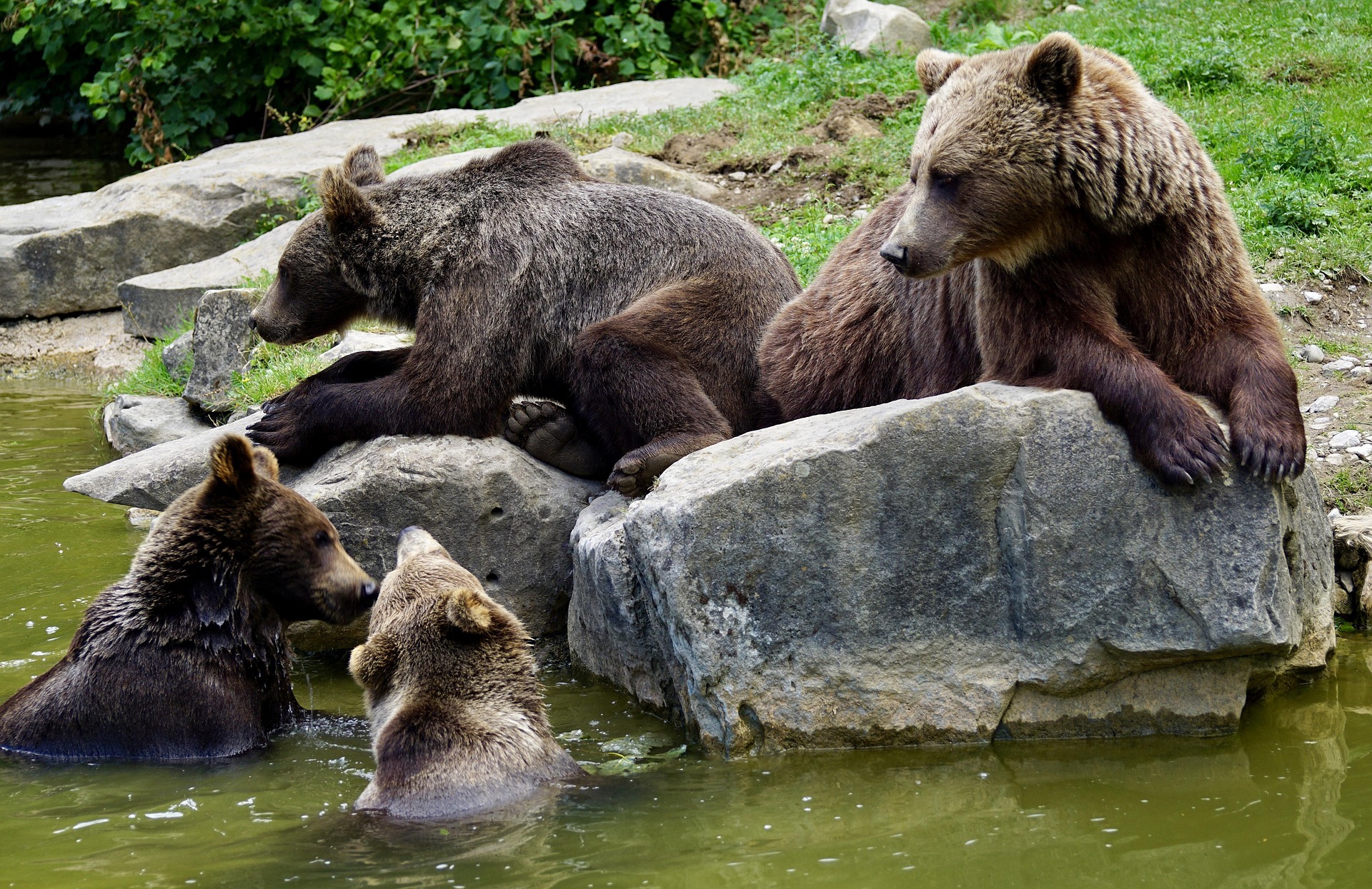 See brown bears Europe