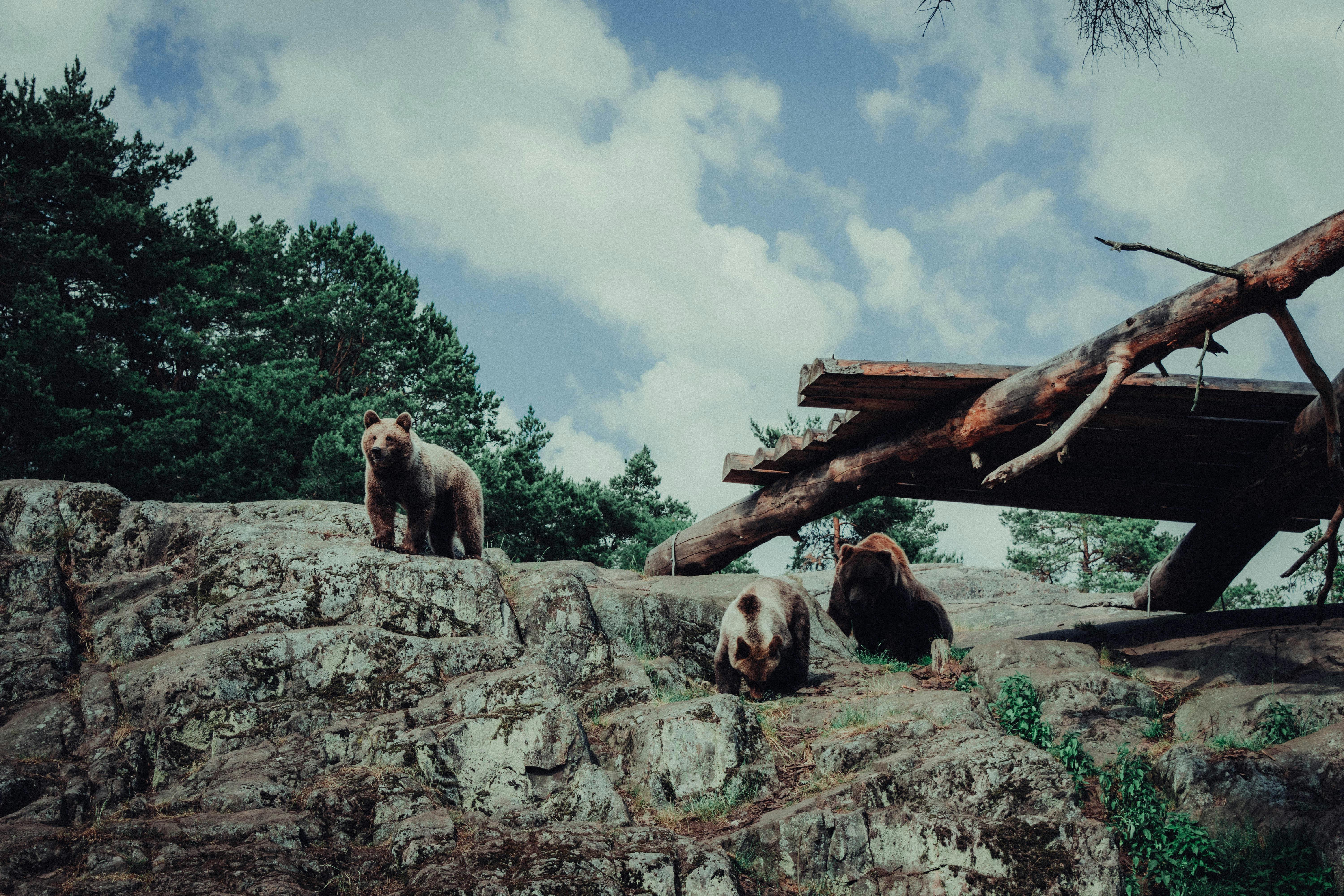 See brown bears Europe
