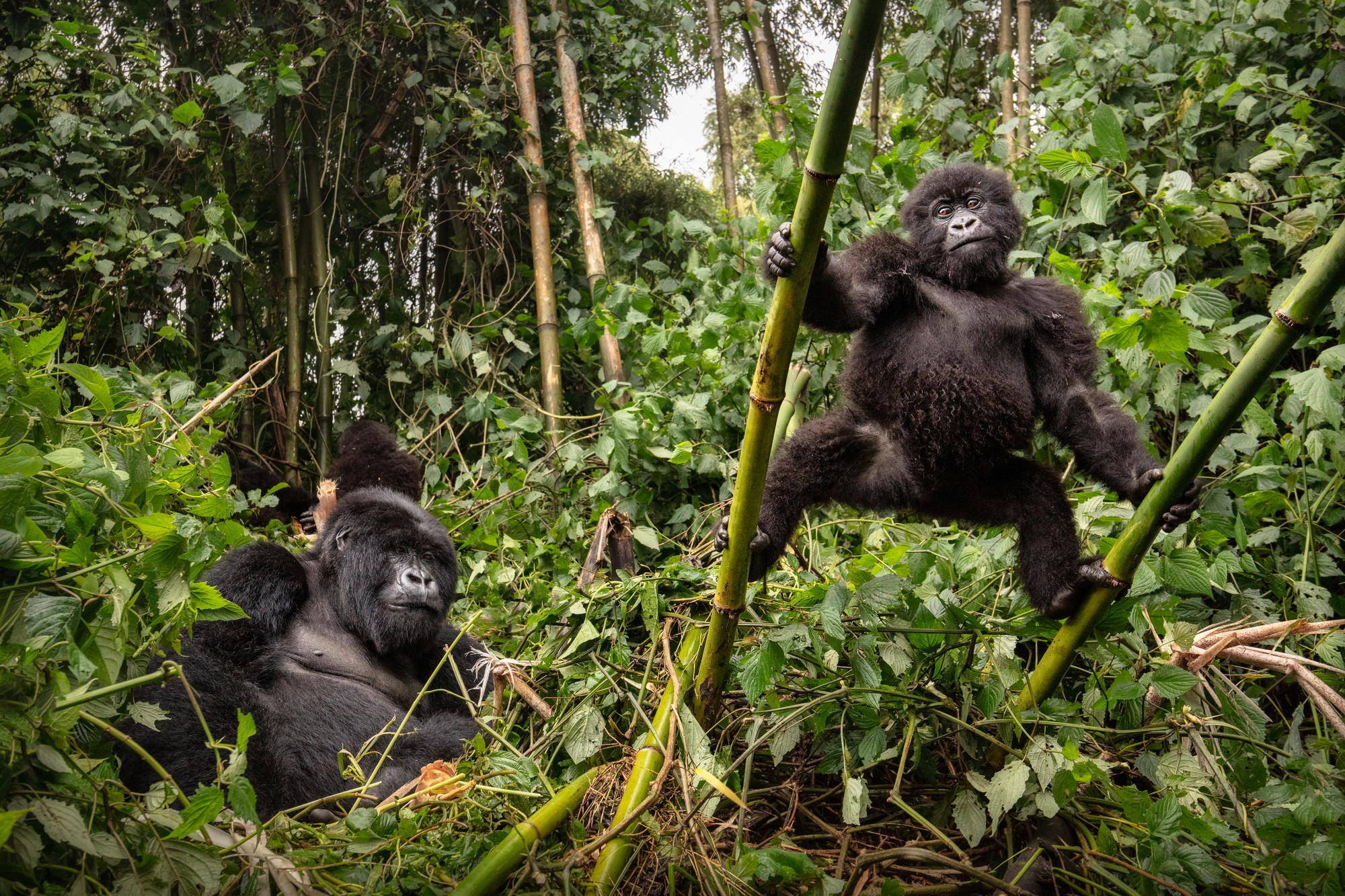 Gorilla Trekking Rwanda